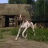 Temui Cara Dapatkan Semula Anjing Chucho di Kingdom Come Deliverance